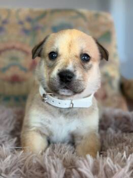 Husky Dogs Available for Adoption - Basil | PetCurious