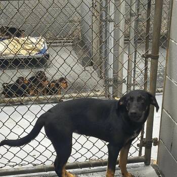 Sonoma -  Mixed Breed Dog for Adoption in Fairfax Station, Virginia - Sonoma | PetCurious