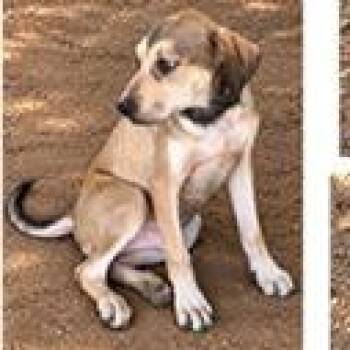 Beau -  Terrier Dog for Adoption in Tampa, Florida - Beau | PetCurious