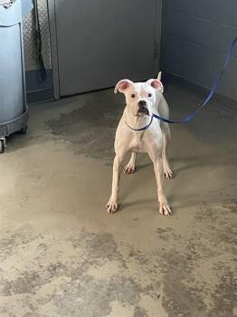PIE -  Boxer and Mixed Breed Dog for Adoption in Tallahassee, Florida - PIE | PetCurious