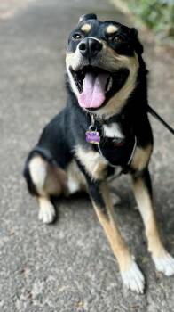 Rescue Alaskan Malamute Dogs for Adoption in Portland, Oregon - Maki | PetCurious