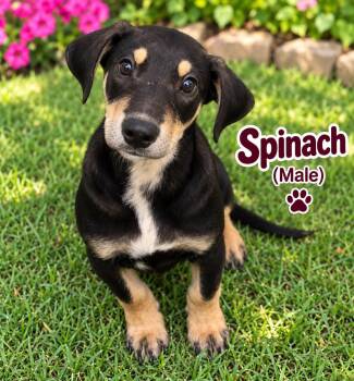 Spinach (m) -  Hound and Australian Cattle Dog Blue Heeler Dog for Adoption in Nashville, Tennessee - Spinach (m) | PetCurious