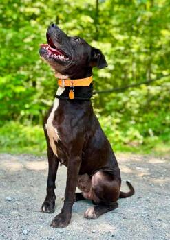 Labrador Retriever Dogs Available for Adoption in Waverly, Tennessee - HARPER | PetCurious