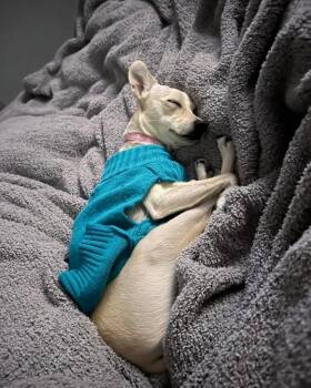 Mixed Breed Dogs Available for Adoption - Eleven | PetCurious