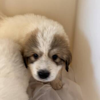Salsa 5868 -  Great Pyrenees Dog for Adoption in Loxahatchee Groves, Florida - Salsa 5868 | PetCurious