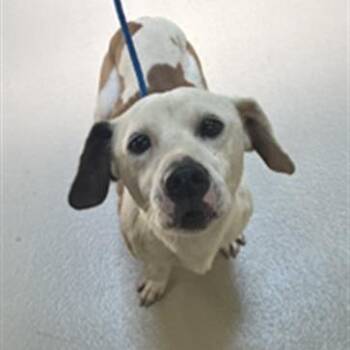Wishbone -  Mixed Breed Dog for Adoption in Blue Ridge, Georgia - Wishbone | PetCurious