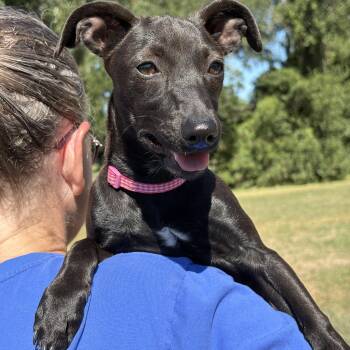 GYPSY- a little gem -  Chihuahua and Whippet Dog for Adoption - GYPSY- A Little Gem | PetCurious