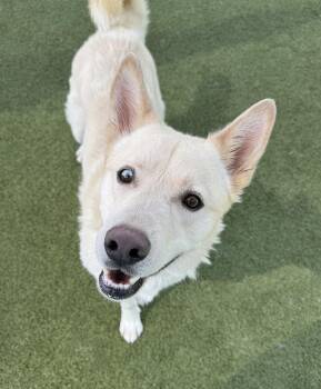 Ricky -  Siberian Husky and Husky Dog for Adoption in Scottsdale, Arizona - Ricky | PetCurious