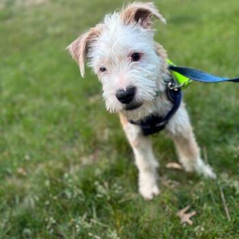 King Tut -  Mixed Breed Dog Available for Adoption in Toms River, New Jersey - King Tut | PetCurious
