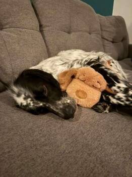 Ubuki (Pepper) -  Mixed Breed Dog Available for Adoption in Montreal, Quebec - Ubuki (Pepper) | PetCurious
