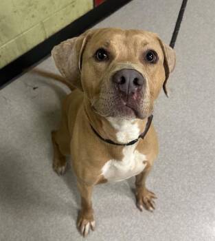 Labrador Retriever Dogs Available for Adoption in Indianapolis, Indiana - TROY | PetCurious