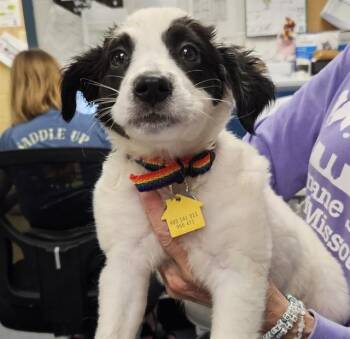 CONGEE -  Labrador Retriever and Mixed Breed Dog for Adoption in St. Louis, Missouri - CONGEE | PetCurious