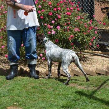German Shorthaired Pointer Dogs Available for Adoption in Jackson, Louisiana - Jazz | PetCurious