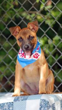 Toffee -  Black Mouth Cur Dog for Adoption in Madisonville, Texas - Toffee | PetCurious