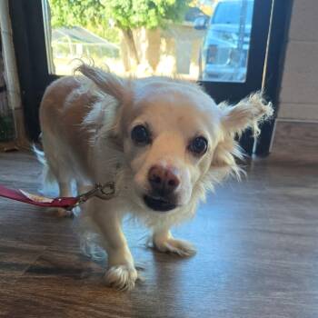 HPC-Stray-55982 -  Pomeranian Dog for Adoption in San Jacinto, California - HPC-Stray-55982 | PetCurious
