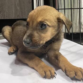 German Shepherd Dog and Mixed Breed Dogs Available for Adoption in Tampa, Florida - Jordan | PetCurious