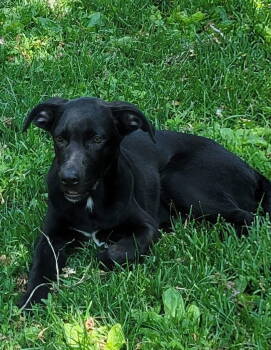 Rescue Labrador Retriever and German Shepherd Dog Dogs for Adoption in New London, Wisconsin - Midnight | PetCurious