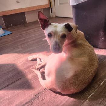 Terrier and Mixed Breed Dogs Available for Adoption in Evensville, Tennessee - Kimmie | PetCurious