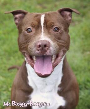 Pit Bull Terrier and Mixed Breed Dogs Available for Adoption in Mason, Michigan - Ghost Of McBaggy Rogers | PetCurious
