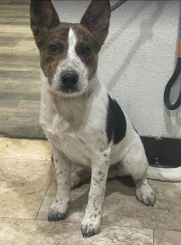 Australian Cattle Dog Blue Heeler Dogs Available for Adoption in Sedalia, Colorado - Crouton | PetCurious