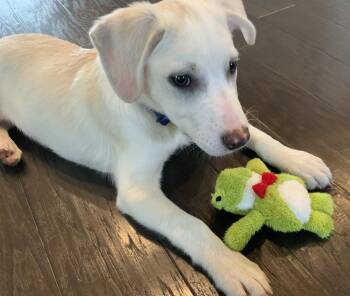 Cell Max -  Labrador Retriever Dog for Adoption in Milton, Georgia - Cell Max | PetCurious