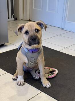 Rescue Labrador Retriever Dogs for Adoption in Bethel, Connecticut - Louise | PetCurious