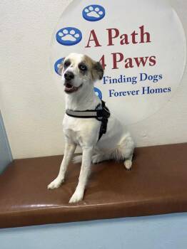 Rescue Australian Shepherd Dogs for Adoption in Las Vegas, Nevada - Daisy Mae | PetCurious