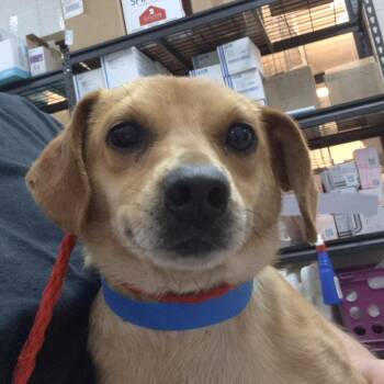 Chihuahua and Mixed Breed Dogs Available for Adoption in Ardmore, Oklahoma - Brad | PetCurious