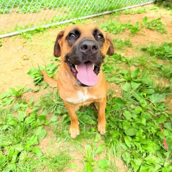 Karma -  Mastiff and Shepherd Dog for Adoption in Fairmont, West Virginia - Karma | PetCurious
