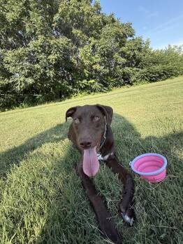 Great Dane and Labrador Retriever Dogs Available for Adoption in Las Vegas, Nevada - Koda Dane Mix | PetCurious