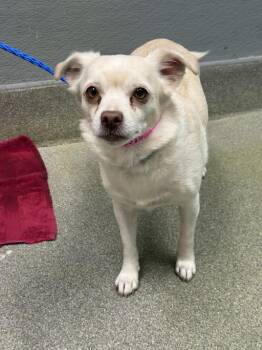 WINNIE -  Chihuahua Dog Available for Adoption in Las Vegas, Nevada - WINNIE | PetCurious