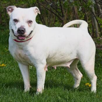 Rescue English Bulldog Dogs for Adoption in South Elgin, Illinois - Helen | PetCurious