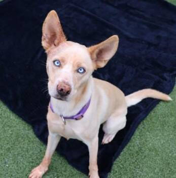 Rescue Mixed Breed Dogs for Adoption in Athens, Georgia - Cheerio | PetCurious