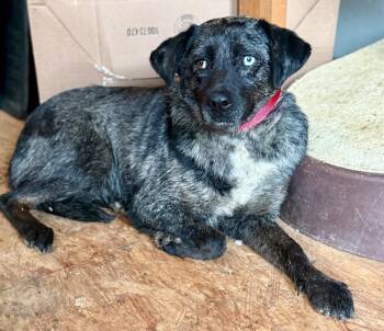 Border Collie and Cattle Dog Dogs Available for Adoption in Crossville, Tennessee - Jasmine | PetCurious