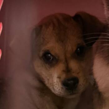 Izzy -  Mixed Breed Dog for Adoption in Taos, New Mexico - Izzy | PetCurious