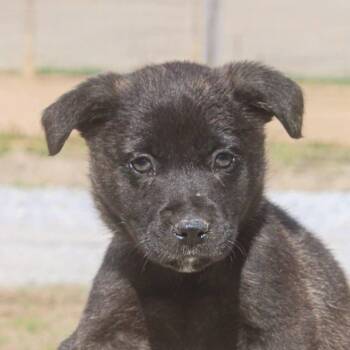 Mixed Breed Dogs Available for Adoption - Captain America | PetCurious