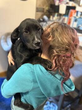 Black Labrador Retriever Dogs Available for Adoption - Rascal  | PetCurious