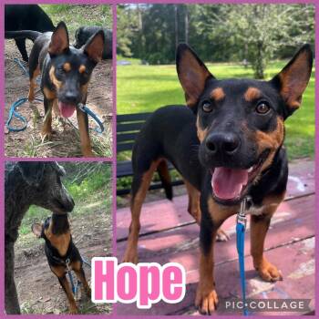 Hope -  Australian Kelpie Dog for Adoption in Ringwood, New Jersey - Hope | PetCurious