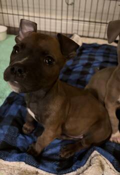 Rescue Pit Bull Terrier Dogs for Adoption in Penryn, California - Raiden | PetCurious