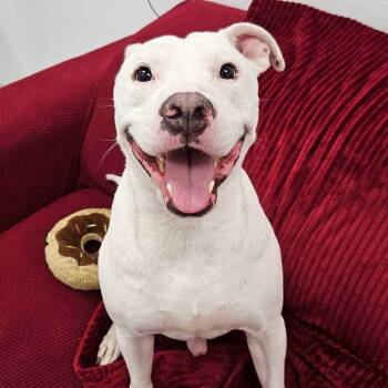Rescue Pit Bull Terrier Dogs for Adoption in Grand Rapids, Michigan - Tobey | PetCurious