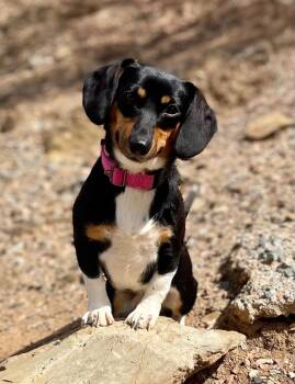 Lucy -  Dachshund Dog for Adoption in Jamestown, California - Lucy | PetCurious