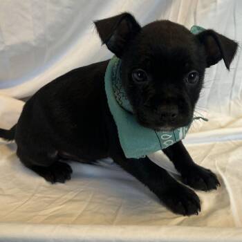 Tanner -  Mixed Breed Dog for Adoption in Canal Winchester, Ohio - Tanner | PetCurious