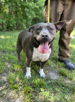Star -  Mixed Breed Dog Available for Adoption in Manchester, Tennessee - Star | PetCurious