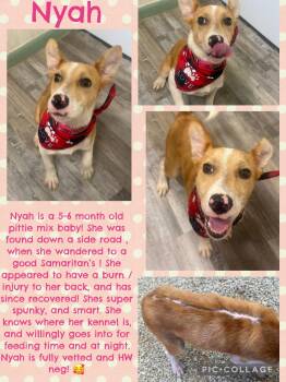 Nyah - Small Survivor, Big Heart -  Jack Russell Terrier Dog for Adoption in Ocean Township, New Jersey - Nyah - Small Survivor, Big Heart | PetCurious