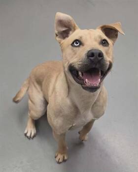 Cashew -  Pit Bull Terrier Dog Available for Adoption in Phoenix, Oregon - Cashew | PetCurious