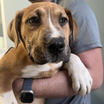 Dare -  Mixed Breed Dog for Adoption in Greensboro, North Carolina - Dare | PetCurious