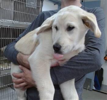 Labrador Retriever and Mixed Breed Dogs Available for Adoption in Salinas, California - DEUCE | PetCurious