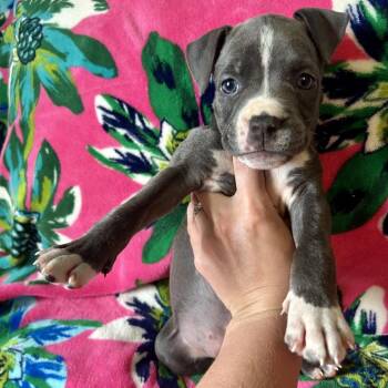 Rogue -  Pit Bull Terrier and Boxer Dog for Adoption in New Orleans, Louisiana - Rogue | PetCurious