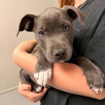 Raybox -  Mixed Breed Dog for Adoption in Edwardsville, Illinois - Raybox | PetCurious