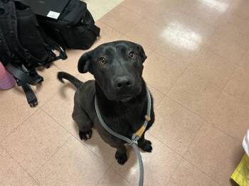 Labrador Retriever Dogs Available for Adoption - POPPY | PetCurious